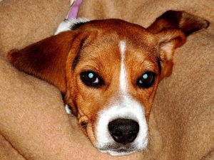Friendly beagle packed in a woolen blanket feels better