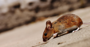 Das Bild zeigt eine schnuppernde Maus als Anspielung auf das im Beitrag erwähnte Bonmot vom Berg, der kreißte und eine Maus hervorbringt.