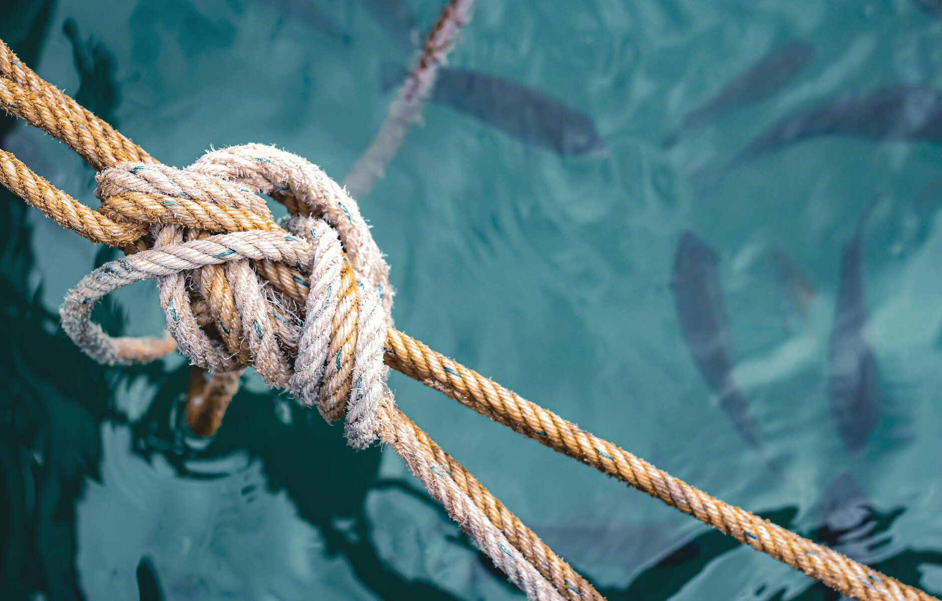 close up of a knot